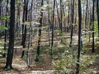 8-76956-woods.jpg