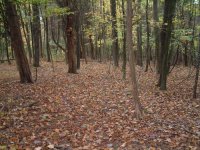 8-76967-woods.jpg