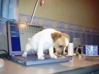 247958-Did he buy the warranty.JPG