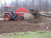 339460-Tree over 3.JPG