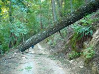 Big_Tree_1a.jpg