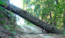 Big_Tree_2a.jpg