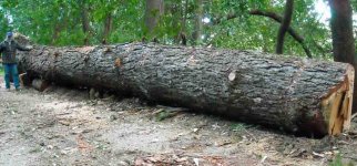 Big_Tree_4a.jpg