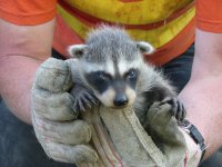 Raccoon_001.jpg