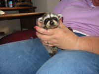 Raccoon_003.jpg