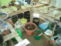 GreenhouseRosd 015.jpg