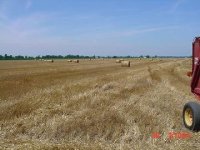 298609-wheat bales.jpg