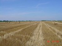 298611-wheat 2.jpg
