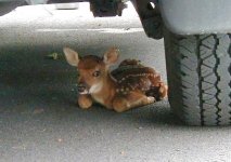 35-150003-Bambi4.jpg