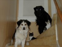 35-201199-catdog.jpg