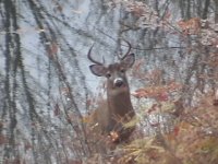 35-81421-11-08-01Buck.jpg