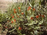 35-150499-redflower1.JPG