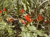 35-150500-redflower2.JPG