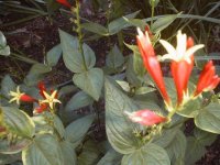 35-150970-redflower3.JPG