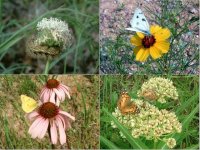 35-151782-WildflowerQuiz.JPG