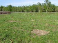stumps 007.jpg
