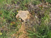 stumps 008.jpg