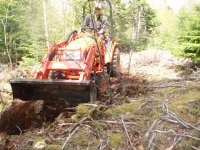 making way to birch tree1.jpg