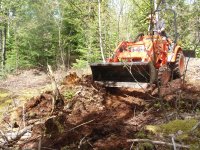 making way to birch tree2.jpg