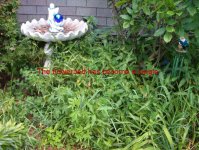 flower_bed.JPG