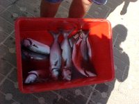 6-83958-Fish1.jpg
