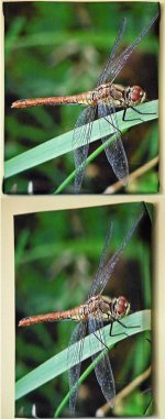 3007-dragonfly-pictures-l.jpg