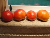Tomatoes 001.JPG