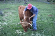 Misc cattle pix_025.jpg