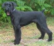 Quattro sept 3M11.JPG