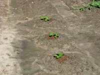 OhGoshSquash-01.jpg