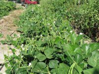 OhGoshSquash-06.jpg