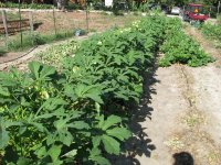 OhGoshSquash-08.jpg