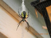 Spider [640x480].JPG