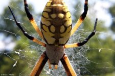 Argiope_aurantia_2 [640x480].jpg