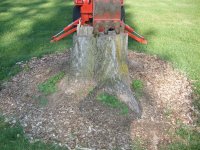 back view BH on stump.jpg