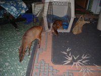 Deer at Moms (2).jpg