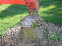 side view BH on stump.jpg