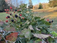 IMG_4240[1].JPG
