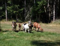group goats.jpg