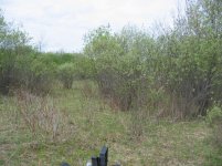 many bushes under 1 inch.jpg