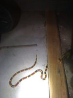 image-982729141.png