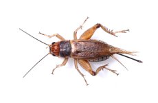 Silent-crickets-6.jpg