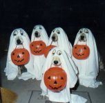 35-206403-halloweendoggies.jpg