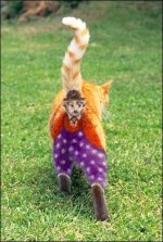 35-206470-HalloweenCat1.jpg