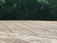 33-155613-done_sprigging.jpg