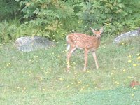 6-88979-bambi1.jpg