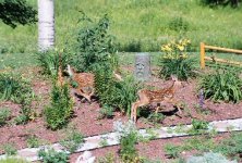 Fawns.jpg