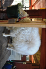image-623753752.png