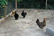 Hens 1.jpg