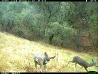 10.24.10 spike and doe7.JPG